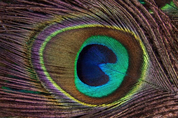 peacock-feather-186339_960_720