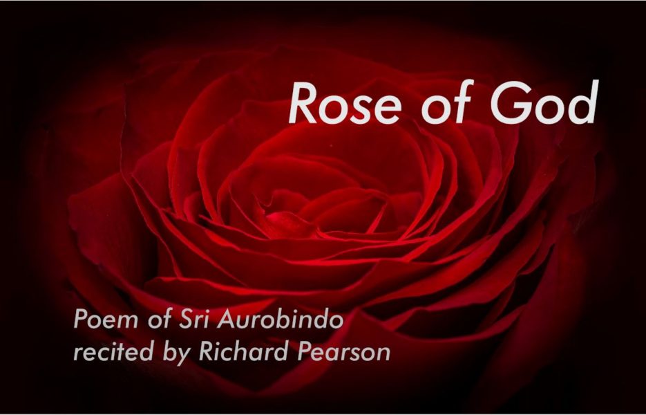 rose of god poem essay